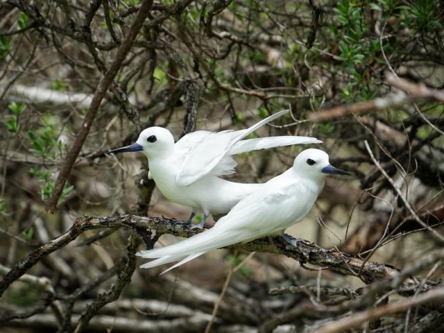 Bird Island - Tahiti Tourisme © Lei Tao