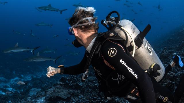 Wall of Sharks in Fakarava - Tahiti Tourisme © Grégory Lecoeur