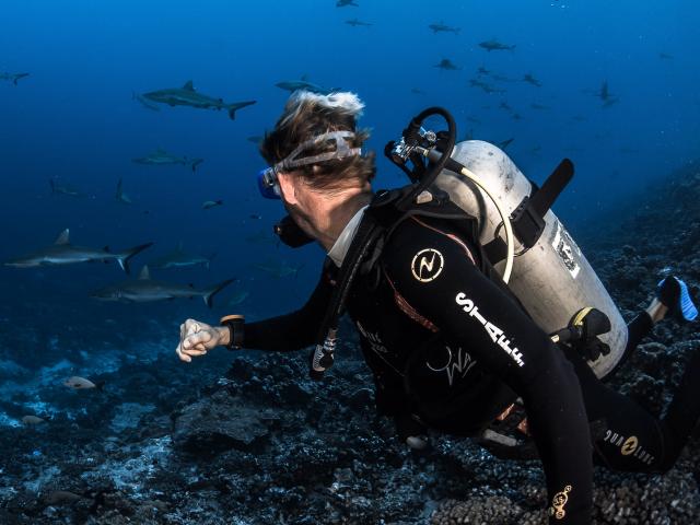 Wall of Sharks in Fakarava - Tahiti Tourisme © Grégory Lecoeur