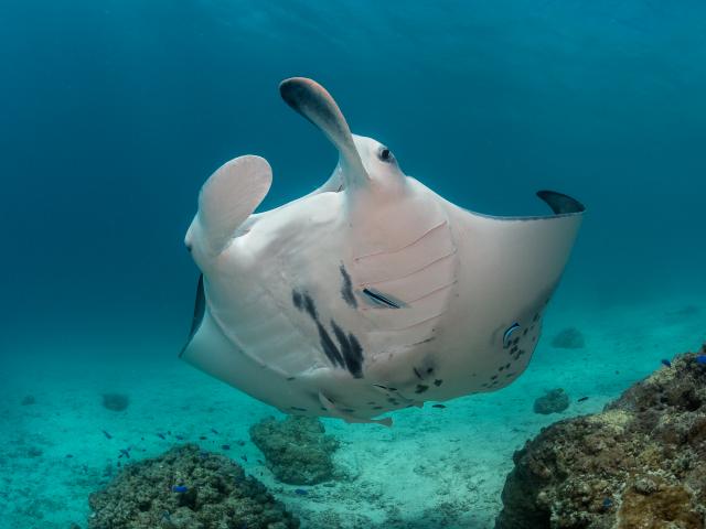 Manta Ray - Tahiti Tourisme