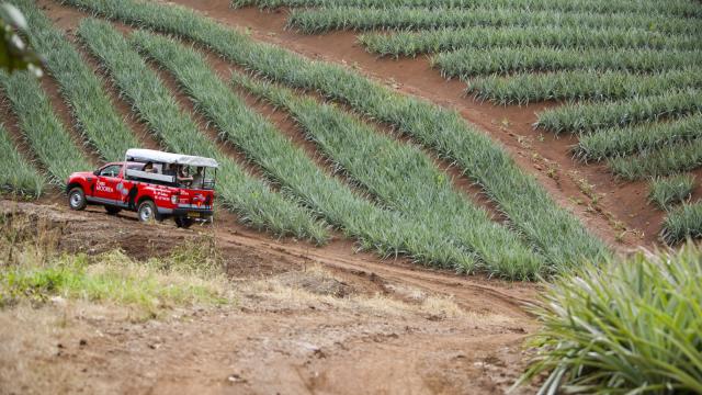 Safari 4x4 dans les champs d'ananas à Moorea