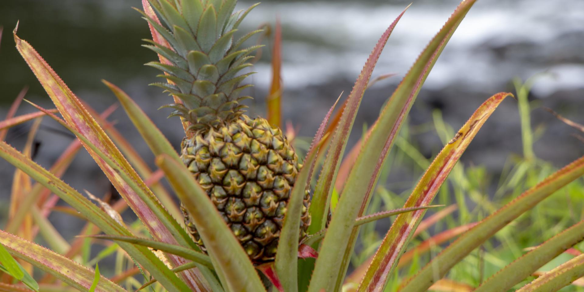 Pineapple