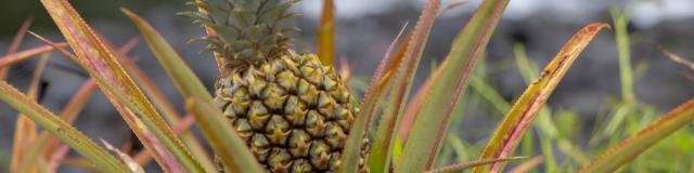 Ananas Tahiti Tourisme © Massimiliano Cinà