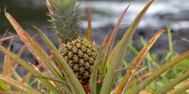 Ananas Tahiti Tourisme © Massimiliano Cinà