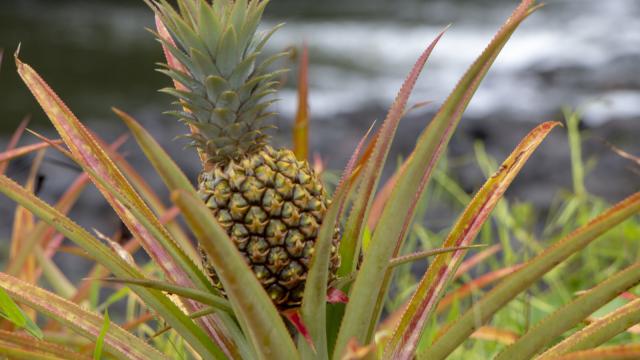 Ananas Tahiti Tourisme © Massimiliano Cinà