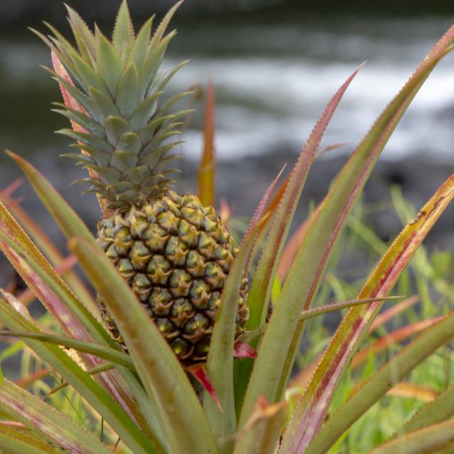 Pineapple