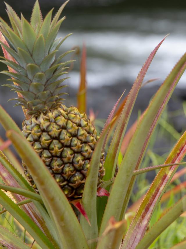 Ananas Tahiti Tourisme © Massimiliano Cinà