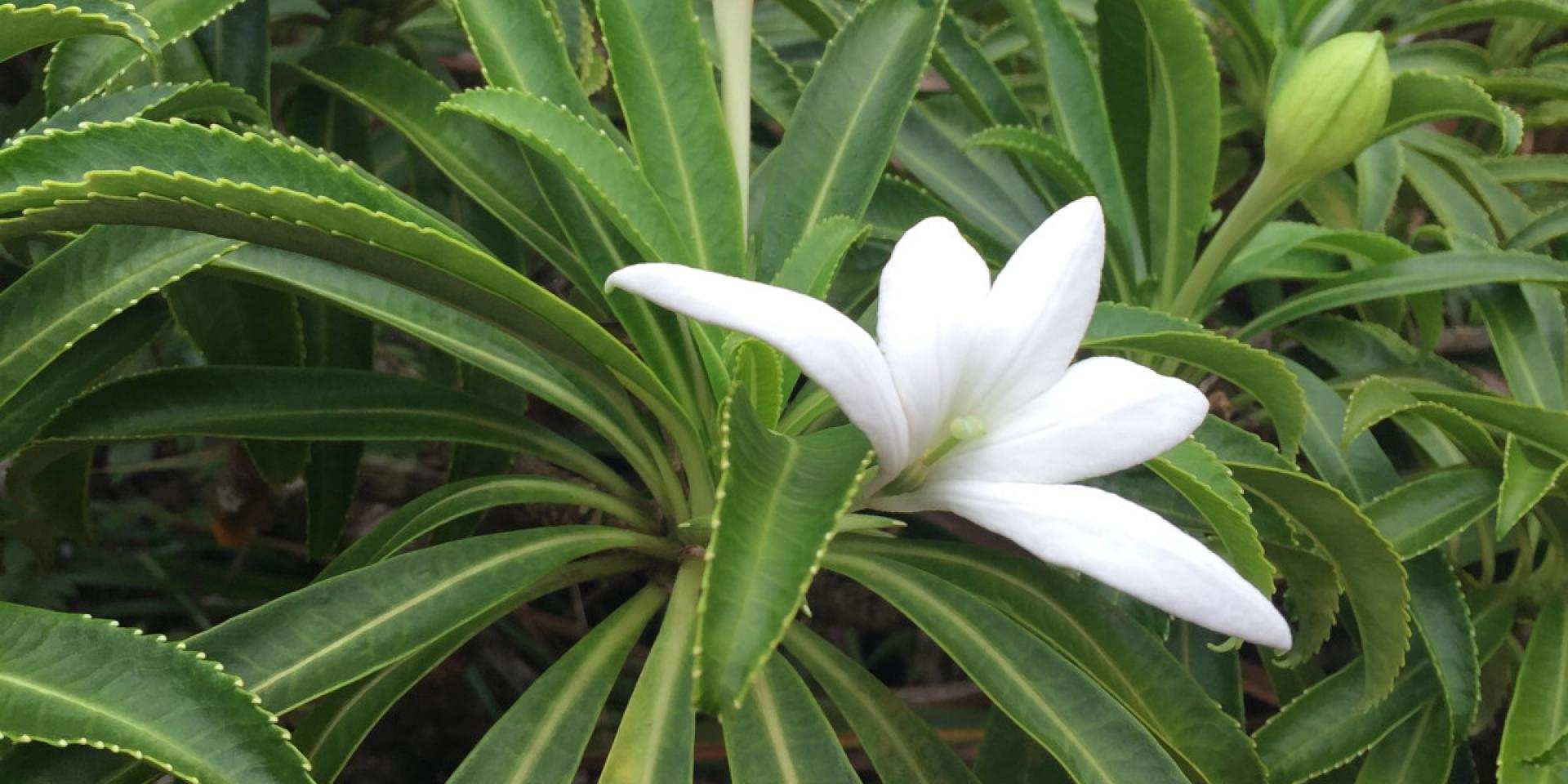 Apetahi flower, endemic to Raiatea