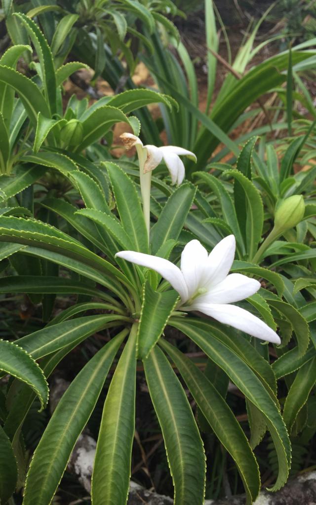 Apetahi flower, endemic to Raiatea