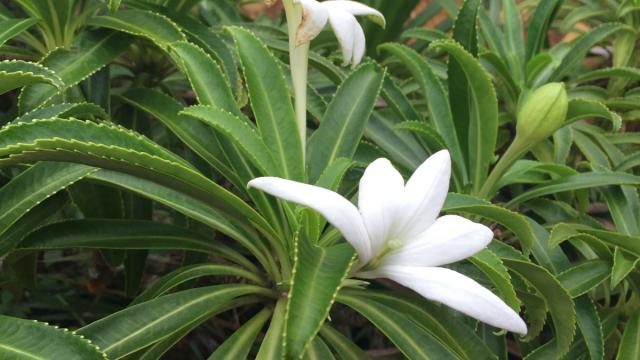 Apetahi flower, endemic to Raiatea