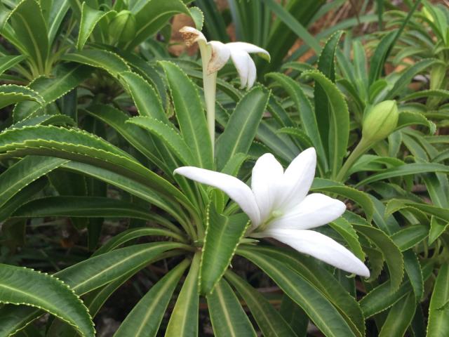 Apetahi flower, endemic to Raiatea