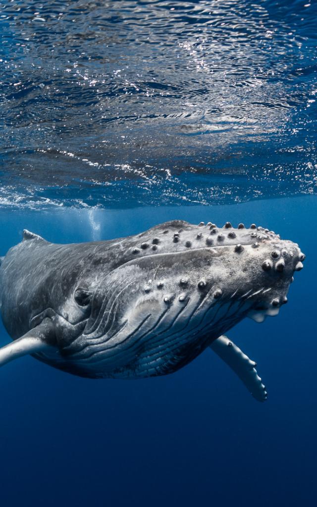 Humpback whale - Tahiti Tourisme © Grégory Lecoeur