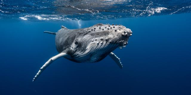 Baleine - Tahiti Tourisme © Grégory Lecoeur