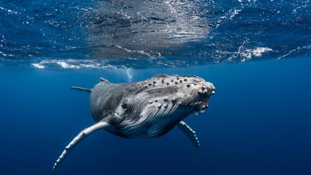 Humpback whale - Tahiti Tourisme © Grégory Lecoeur