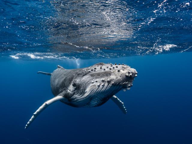 Baleine - Tahiti Tourisme © Grégory Lecoeur