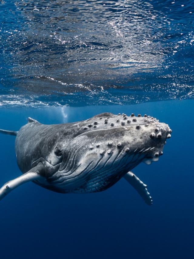 Humpback whale - Tahiti Tourisme © Grégory Lecoeur