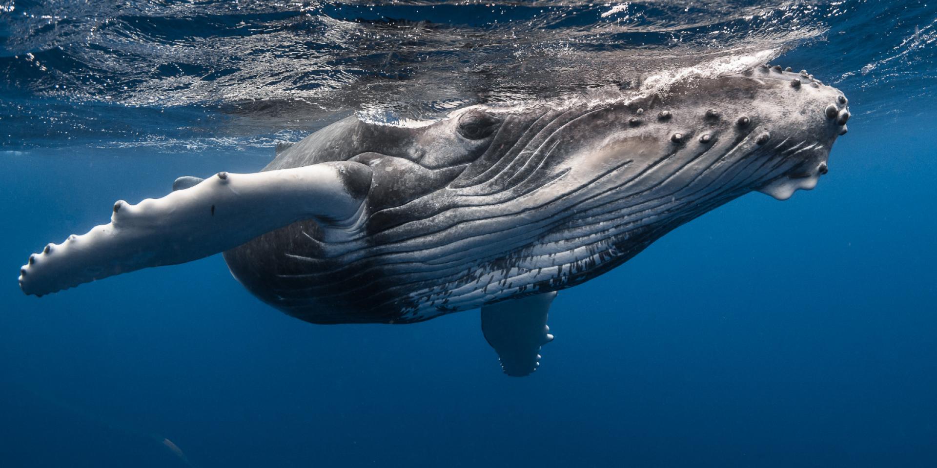 Baleine, Tahiti Tourisme, © Grégory Lecoeur (2)