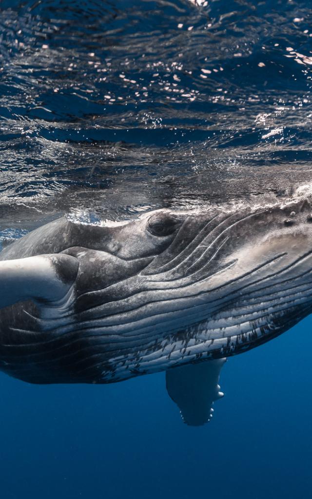 Baleine, Tahiti Tourisme, © Grégory Lecoeur (2)