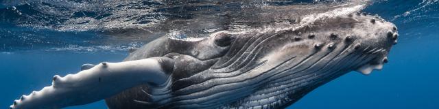 Baleine, Tahiti Tourisme, © Grégory Lecoeur (2)