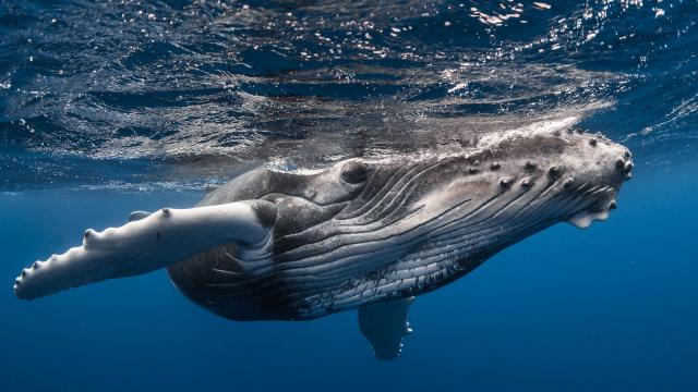 Baleine, Tahiti Tourisme, © Grégory Lecoeur (2)