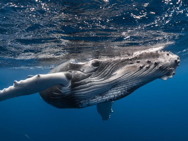 Baleine, Tahiti Tourisme, © Grégory Lecoeur (2)