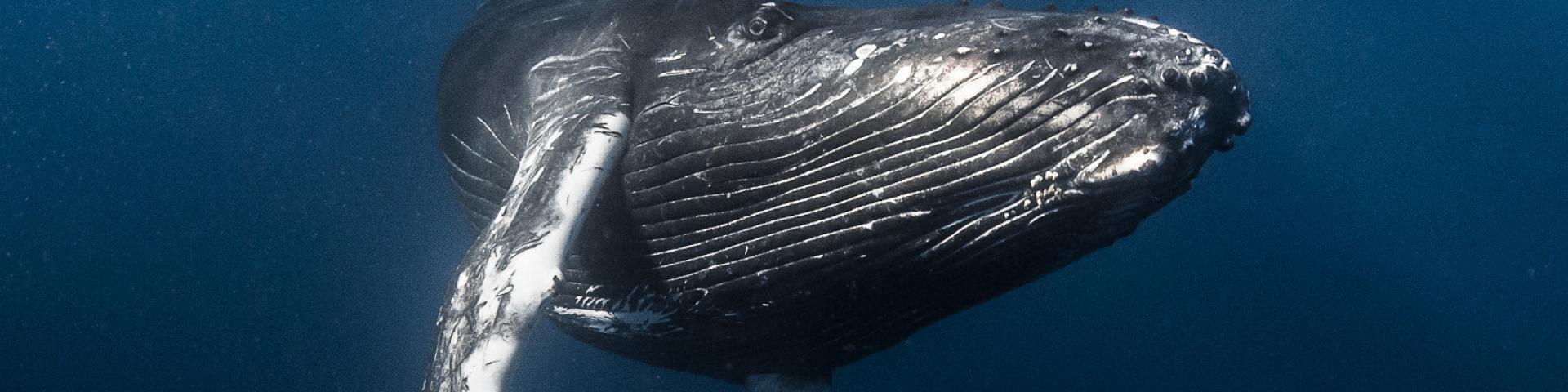 Baleine - Tahiti Tourisme