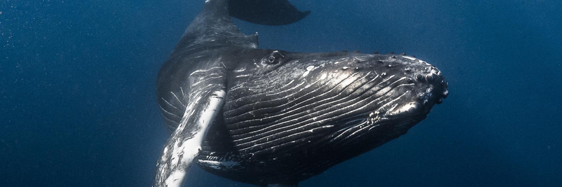 Baleine - Tahiti Tourisme