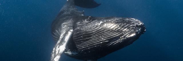 Baleine - Tahiti Tourisme