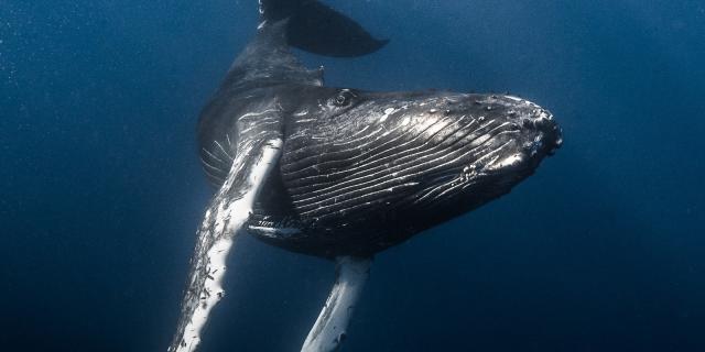 Humpback whale