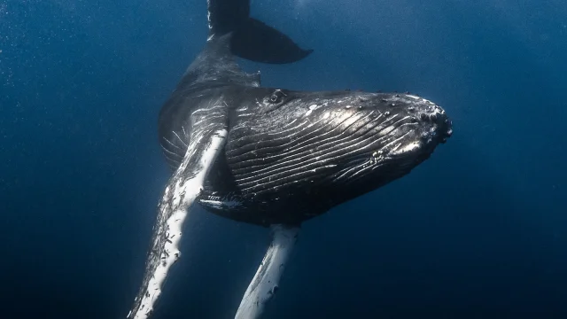 Baleine - Tahiti Tourisme