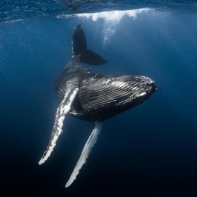 Baleine - Tahiti Tourisme