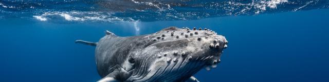 Whale, Tahiti Tourisme © Grégory Lecoeur (2)