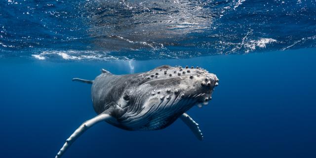 Whale, Tahiti Tourisme © Grégory Lecoeur (2)