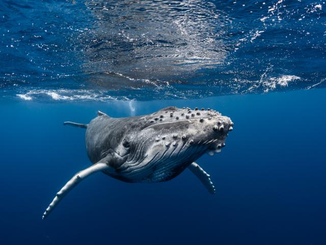 Whale, Tahiti Tourisme © Grégory Lecoeur (2)