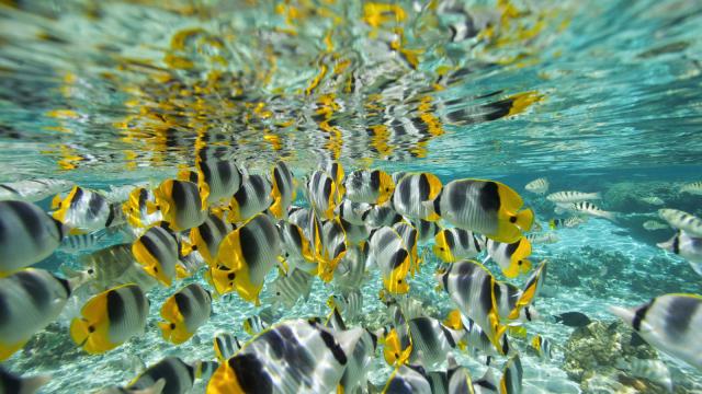 Poisson papillon à 2 selles - © Tahiti Tourisme