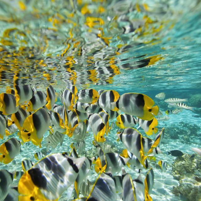 Poisson papillon à 2 selles - © Tahiti Tourisme