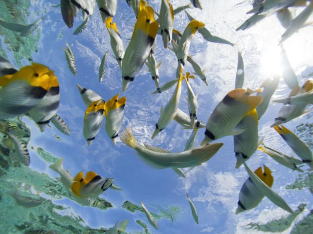 Beaux petits poissons lagonaires à Taha'a