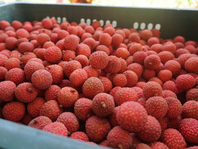 Crate of Lychees Tubuai - Tahiti Tourisme