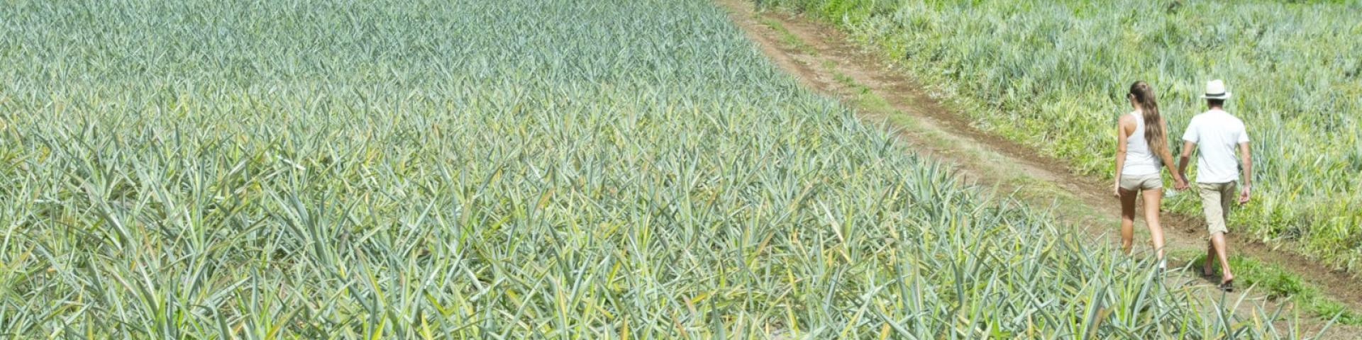 Pineapple Field Moorea