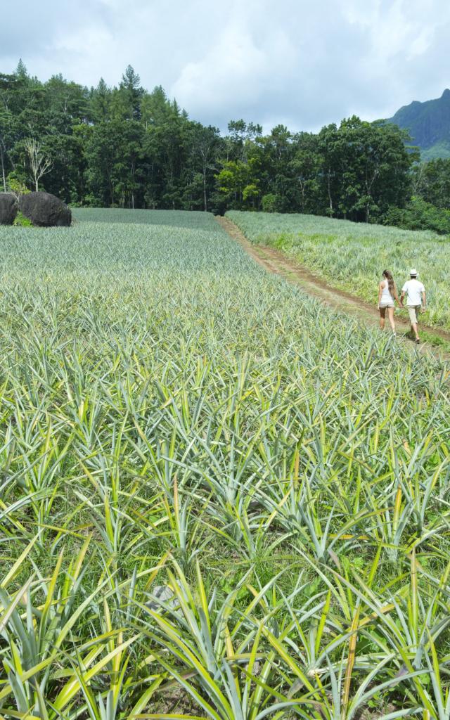 Pineapple Field Moorea