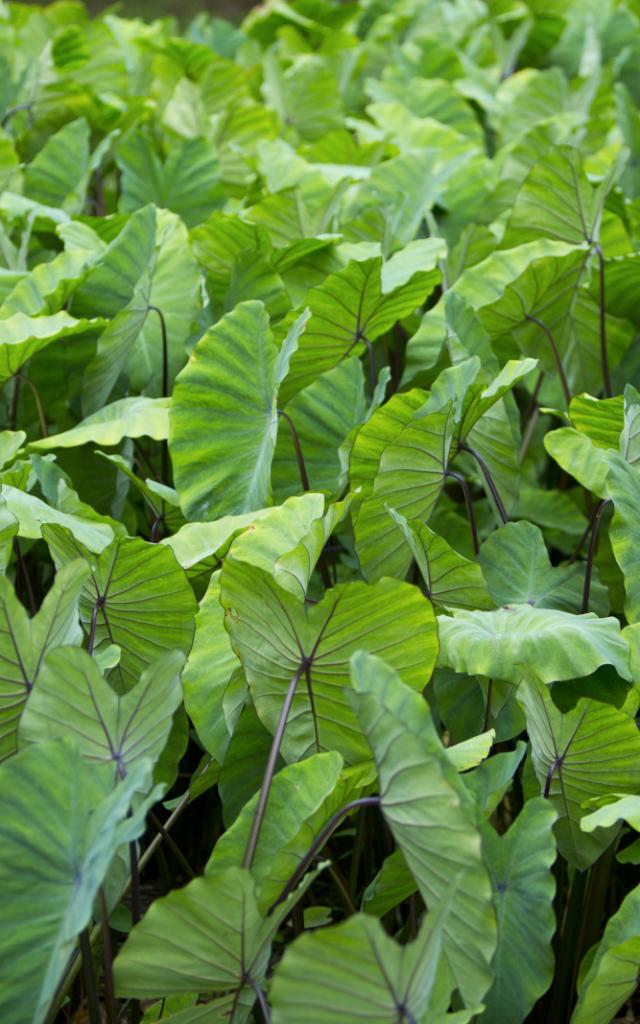 Taro Field in Rurutu - © Tahiti Tourisme