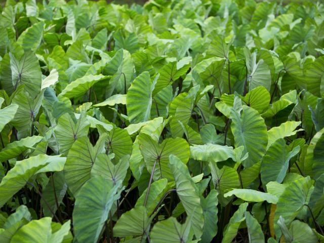 Champ De Taro à Rurutu - © Tahiti Tourisme