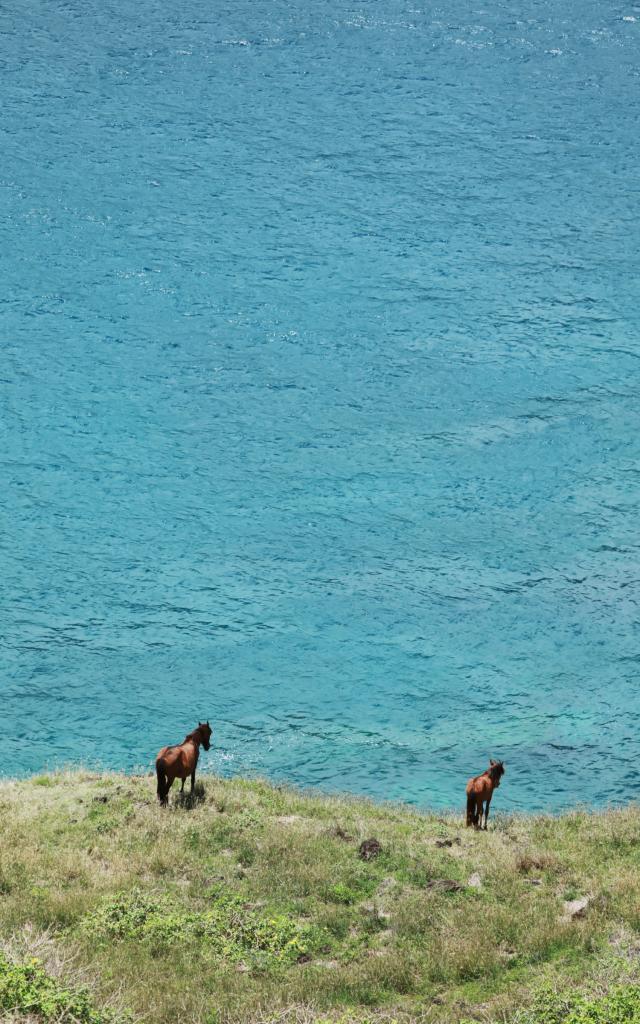 Wild Horses Ua Huka - Tahiti Tourisme