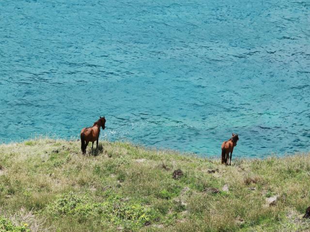 Chevaux Sauvages Ua Huka © Tahiti Tourisme