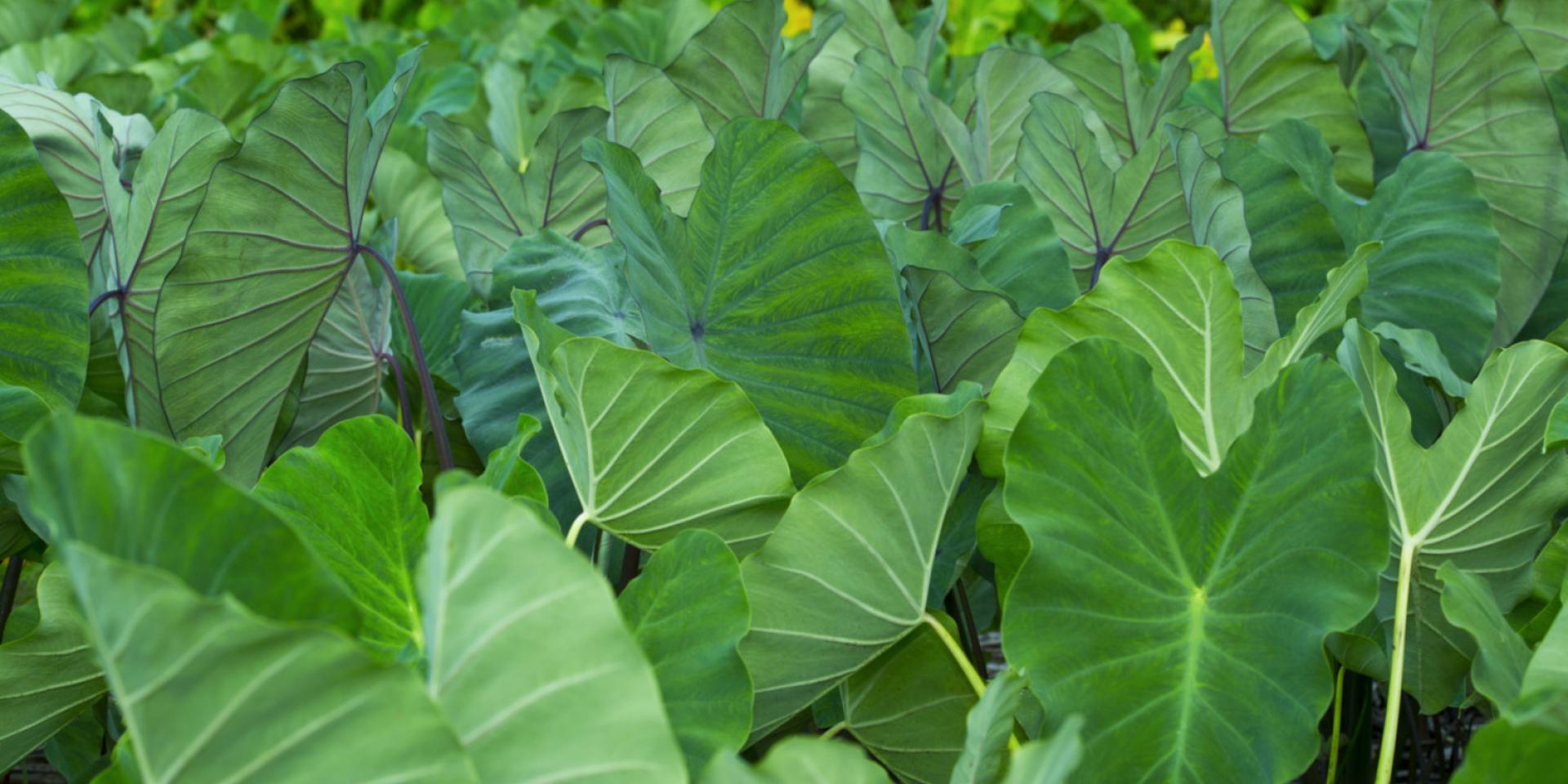 Taro Plantation Austral Islands © Tahiti Tourisme