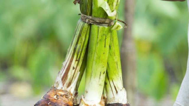 Culture Du Taro Aux Australes - © Tahiti Tourisme