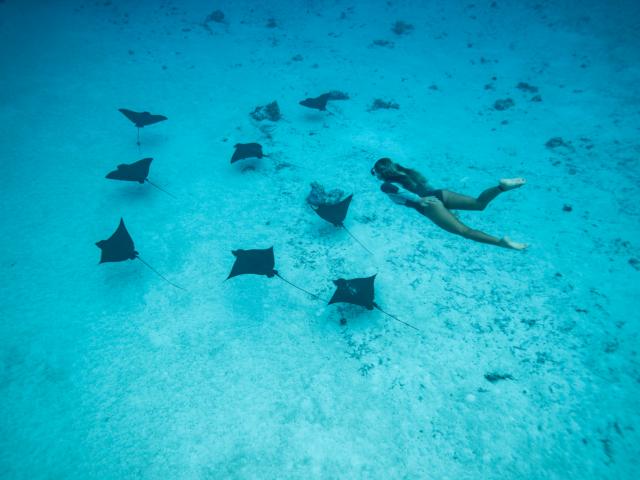 De Belles Rencontres Sous L'eau - © Emmanuel Bouvet