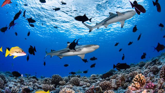 An impressive underwater ecosystem - Tahiti Tourisme