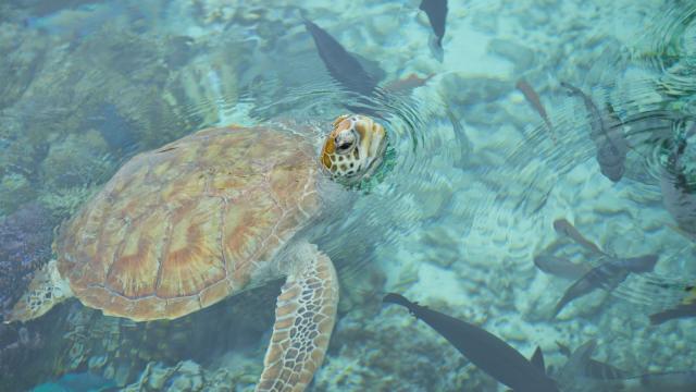 Close-up of a Sea Turtle in Bora Bora