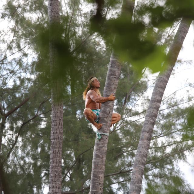 Climbing Coconut Tree